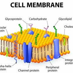 Study membrane