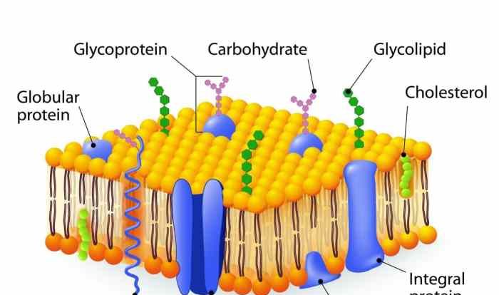 Study membrane