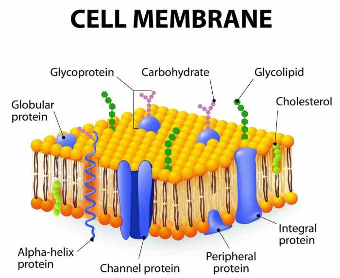 Study membrane