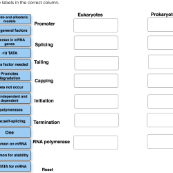 Correct labels place column solved position common race some transcribed text show rna eukaryotes prokaryotes used may problem been has