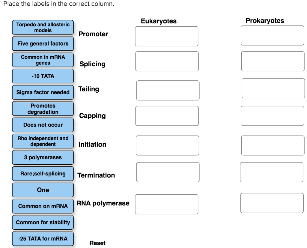 Correct labels place column solved position common race some transcribed text show rna eukaryotes prokaryotes used may problem been has