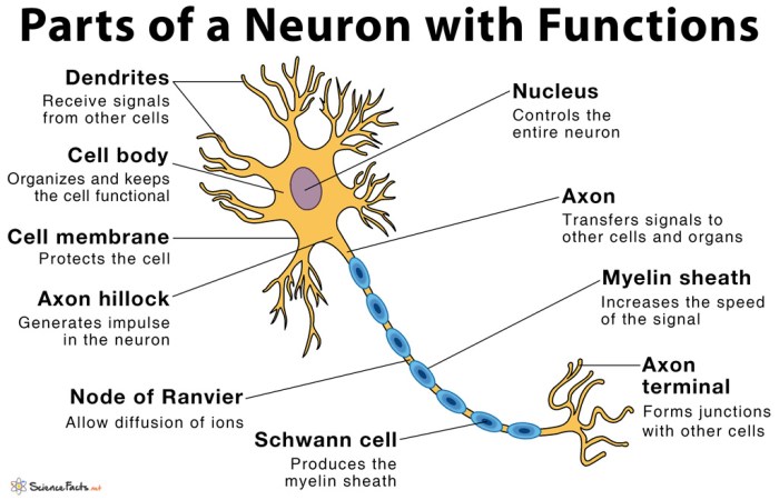 Figure 7-1 is a diagram of a neuron