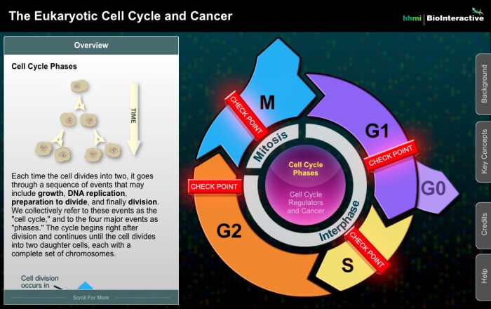 Hhmi cell cycle and cancer