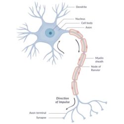 Figure 7-1 is a diagram of a neuron