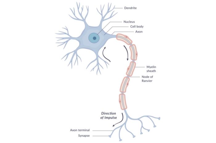 Figure 7-1 is a diagram of a neuron