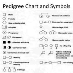 Pedigree charts worksheet answer key