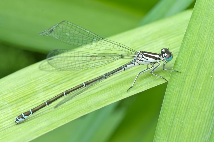 Insect with the name of a young unmarried woman