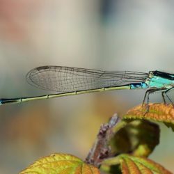 Damselfly osaka dragonfly dragonflies damselflies flies