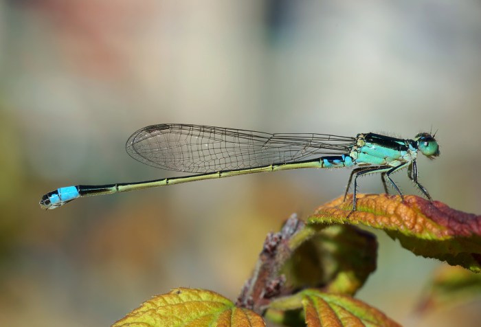 Damselfly osaka dragonfly dragonflies damselflies flies