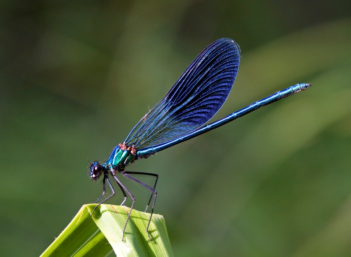 Insect with the name of a young unmarried woman