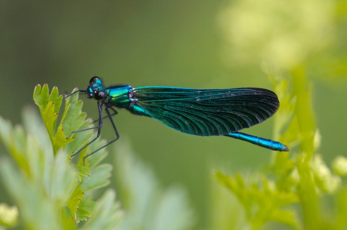 Damselfly demoiselle beautiful insects photography blue wildlife damsel dragonfly eager martin green runic male woodland mm