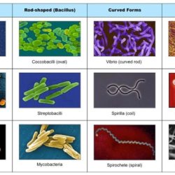 Which scenario matches the homeostasis strategy of kleptothermy