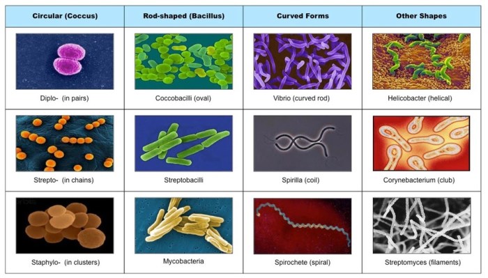 Which scenario matches the homeostasis strategy of kleptothermy